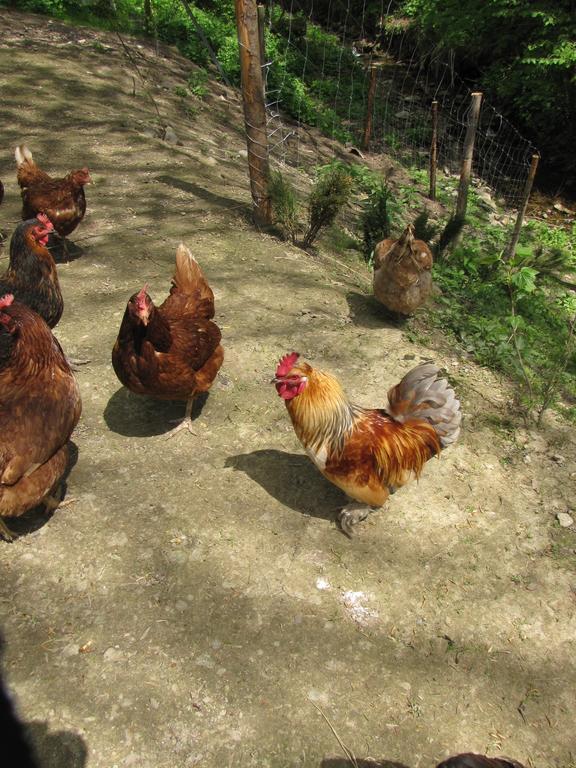 Gospodarstwo Agroturystyczne U Ani Krosnica  Exterior photo